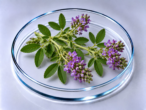 Люцерна