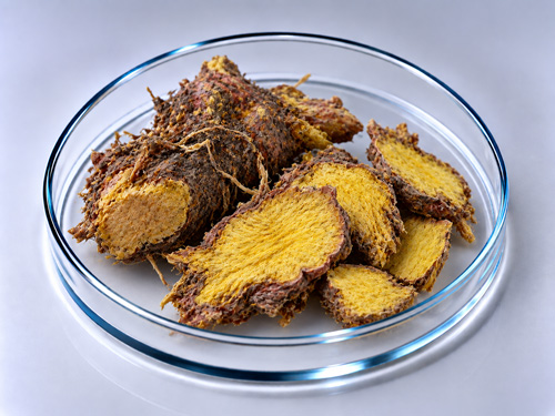 Родиола розовая