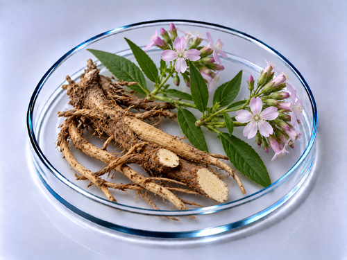 Мыльный корень